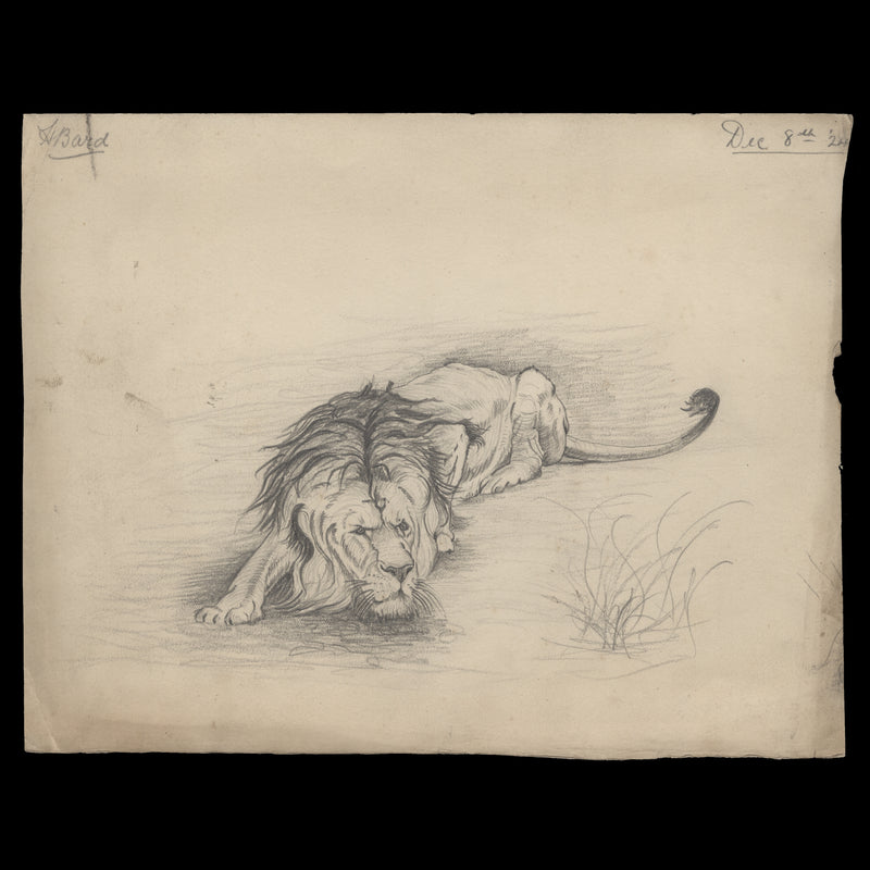 Lion pencil sketch by Harold J Bard