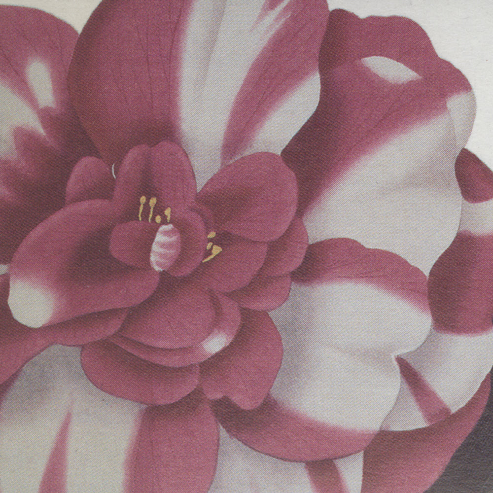 1997 Greetings Stamps, Flower Paintings