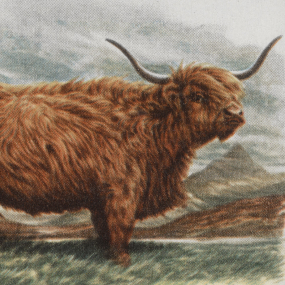 1984 British Cattle