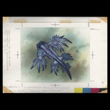 Penrhyn 1993 Aeolid Nudibranch watercolour artwork By Gordon Drummond
