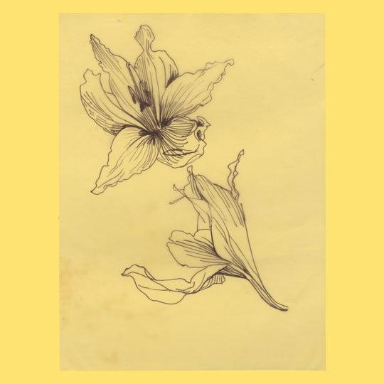 British Honduras 1971 Hippeastrum Equestre preliminary artwork in pen