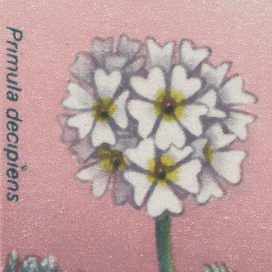 Falkland Islands 1972 (Variety) ½p Dusty Miller pair with 'i' flaw