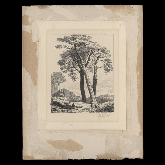 Scotch Fir ink sketch by Harold J Bard