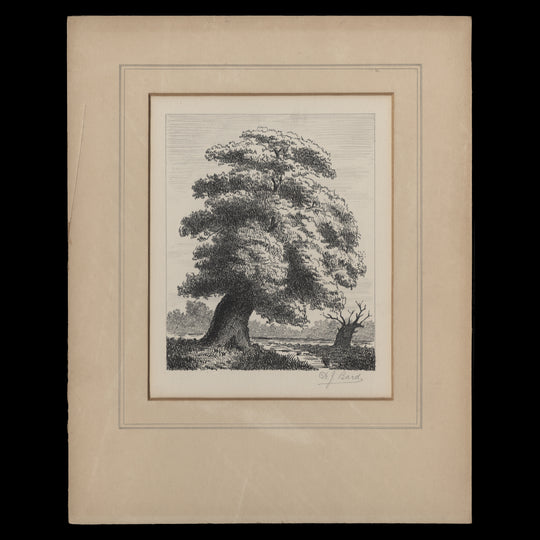 Oak Tree ink sketch by Harold J Bard