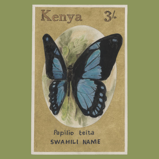 Kenya 1988 Papilio Teita watercolour essay by Rena Fennessy