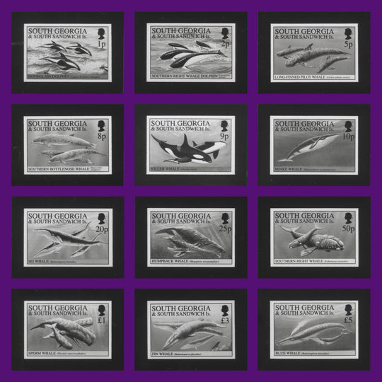South Georgia 1994 Whales and Dolphins photographic proofs