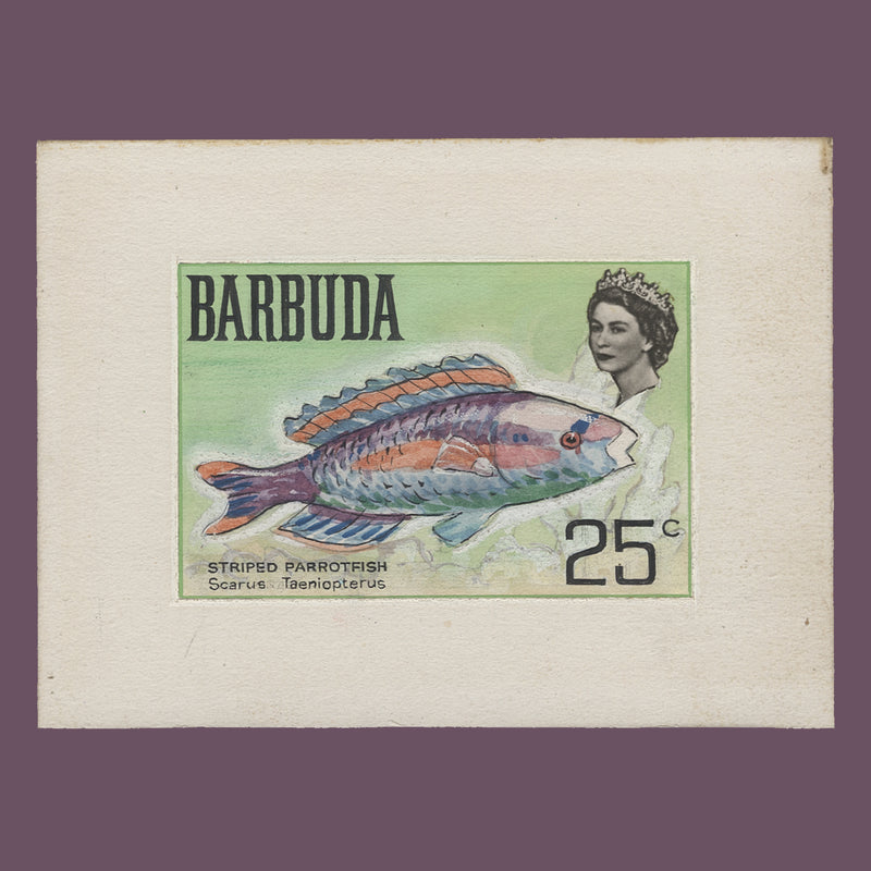 Barbuda 1969 Stripped Parrotfish watercolour essay by Richard Granger Barrett