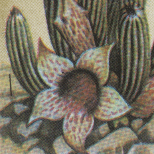 South West Africa 1973 (Variety) 20c Decabelone Grandiflora block with line flaw