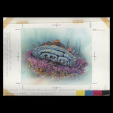 Penrhyn 1993 Varicose Nudibranch watercolour artwork by Gordon Drummond