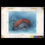 Penrhyn 1993 Prickly Sea Cucumber watercolour artwork by Gordon Drummond