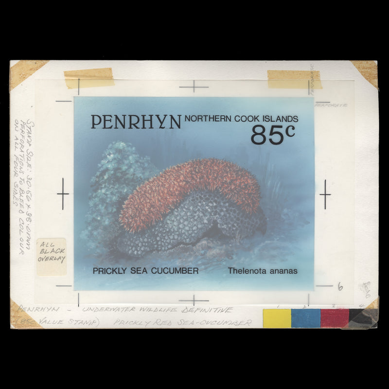 Penrhyn 1993 Prickly Sea Cucumber watercolour artwork by Gordon Drummond