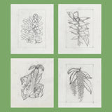Saint Vincent 1972 Flowers pencil essays by Silvia Goaman