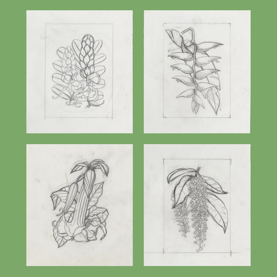 Saint Vincent 1972 Flowers pencil essays by Sylvia Goaman