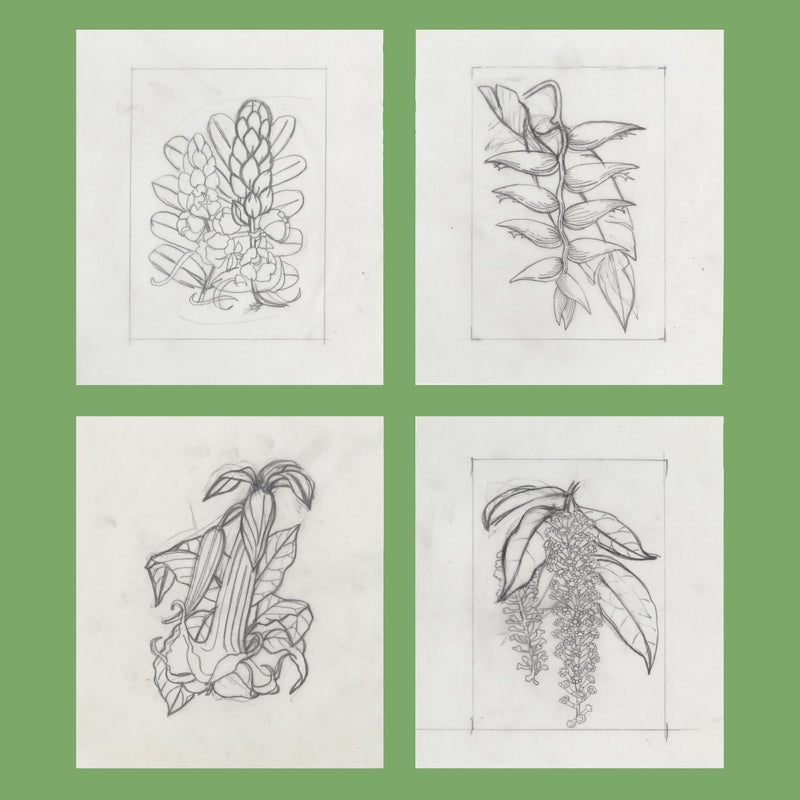 Saint Vincent 1972 Flowers pencil essays by Silvia Goaman