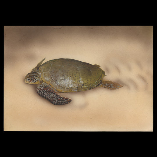 Kenya 2000 Green Sea Turtle watercolour artwork by Tilla Visser
