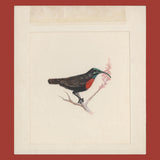 Kenya 1993 Scarlet-Chested Sunbird watercolour essay by Dvora Bochman