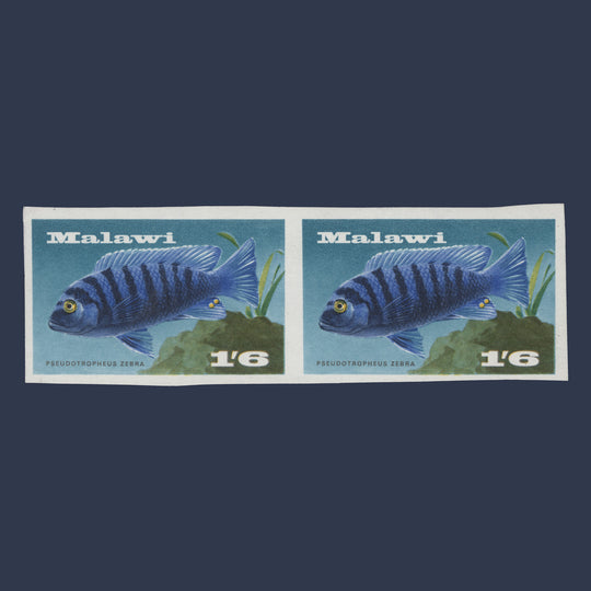 Malawi 1967 (Variety) 1s6d Zebra Mbuna imperf pair