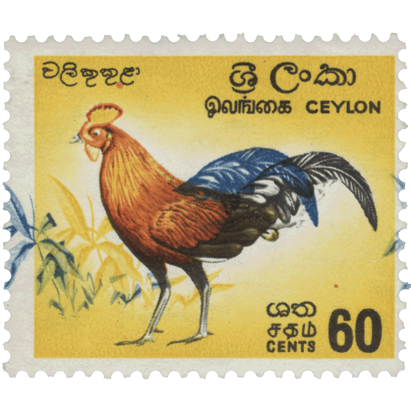 Ceylon 1966 (Variety) 60c Junglefowl with blue shift