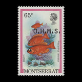 Montserrat 1981 (Variety) 65c Bigeye official with overprint offset